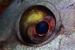 Golden eye II. by Miguel Cortés 